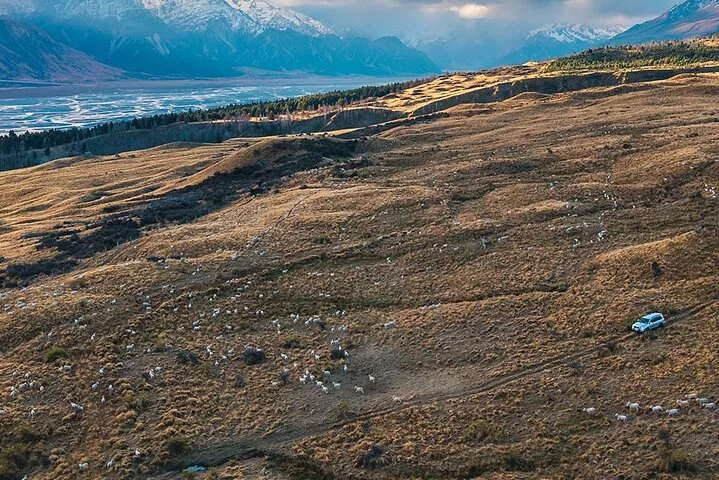 Luftaufnahme eines 4WD-Fahrzeugs, das durch eine weite grasbewachsene Landschaft mit vereinzelten Schafen fährt.