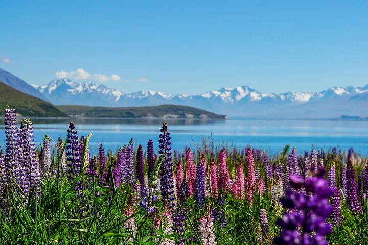 Lupins éclatants en fleurs au bord d'un lac bleu avec des montagnes enneigées